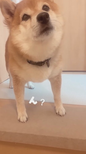 八朔くんのおかえりシリーズ！