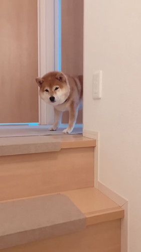 八朔くんのおかえりシリーズ！