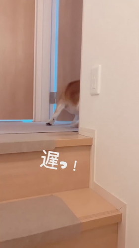 八朔くんのおかえりシリーズ！