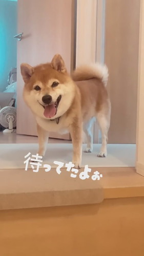 八朔くんのおかえりシリーズ！