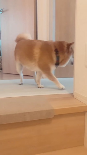 八朔くんのおかえりシリーズ！