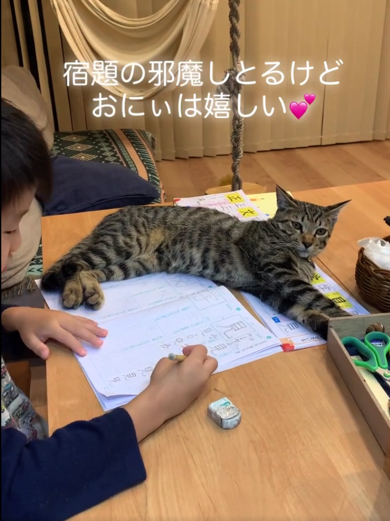 男の子の宿題を邪魔してくる猫ちゃん