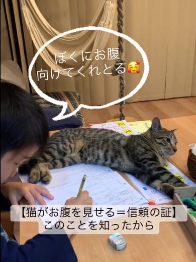 猫ちゃんがおなかを見せて信頼をしてくれているので怒らない長男くん