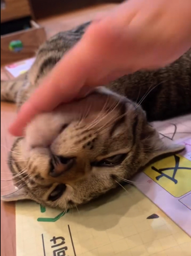 男の子になでなでされる猫ちゃん