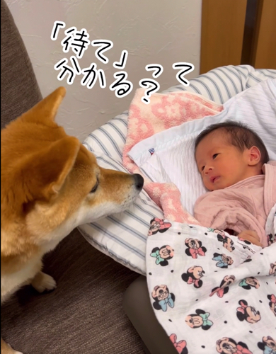 見つめ合う柴犬と赤ちゃん