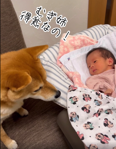 何かが通じ合っているように見える柴犬と赤ちゃん