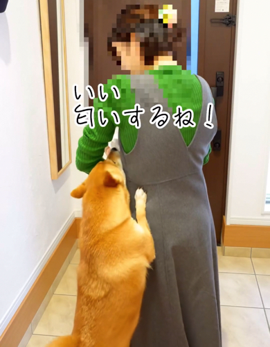双子の赤ちゃんと初対面をする柴犬