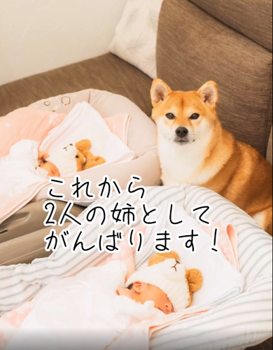 双子の赤ちゃんと初対面をする柴犬