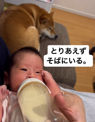 赤ちゃんを見守る柴犬