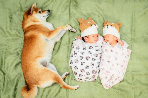 柴犬の帽子をかぶる双子の赤ちゃん