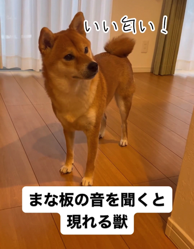 食いしん坊な柴犬