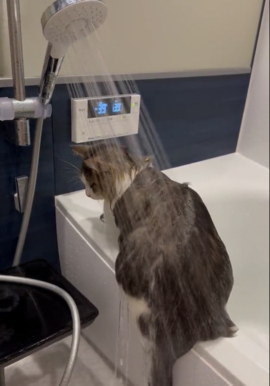シャワーを恐がらないノルウェージャンフォレストキャット