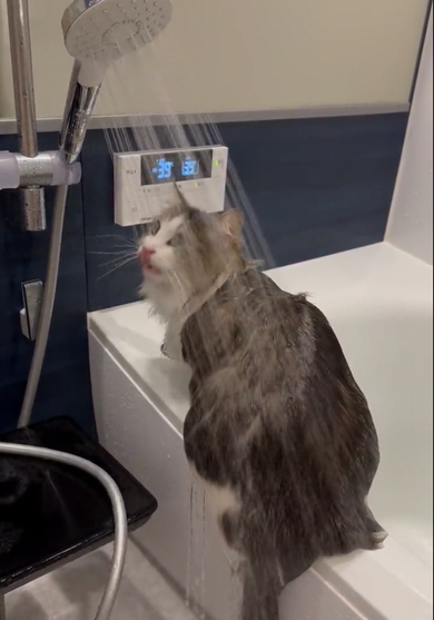 シャワーの水を舐めるノルウェージャンフォレストキャット