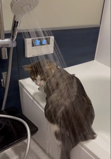 シャワーの水を観察するノルウェージャンフォレストキャット