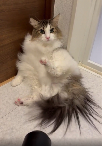 ドライヤーを恐がらないノルウェージャンフォレストキャット