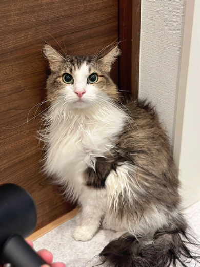 風呂上がりのイケメンなノルウェージャンフォレストキャット