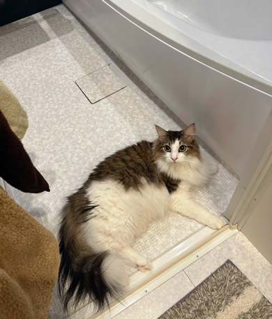 月1のお風呂が待ち遠しいノルウェージャンフォレストキャット