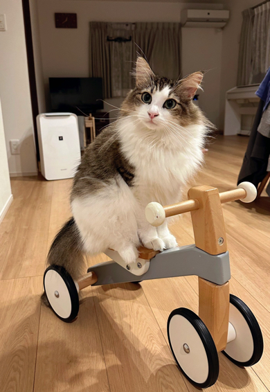 三輪車に乗るノルウェージャンフォレストキャット