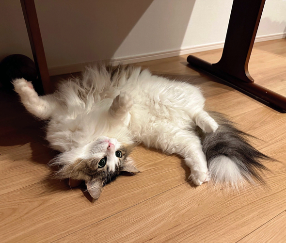 ヘソ天姿がかわいいノルウェージャンフォレストキャット