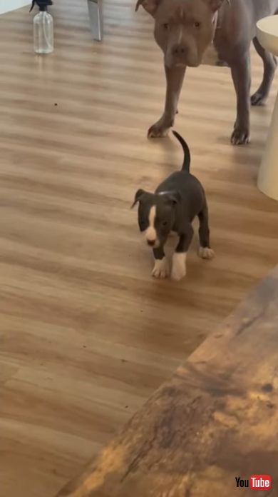 子犬と先住犬の出会い