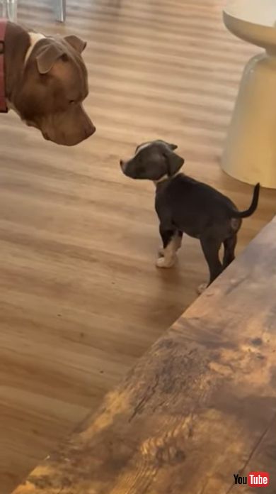 子犬と先住犬の出会い