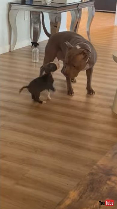 子犬と先住犬の出会い