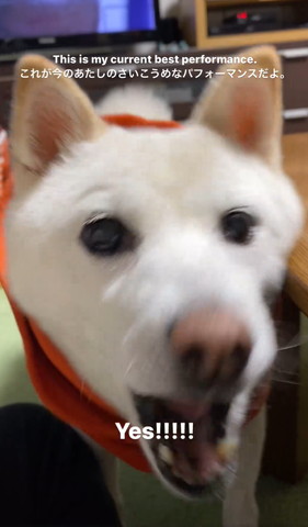 誕生日猫ちゃん