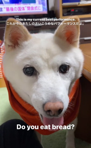 パン食べるテロップ