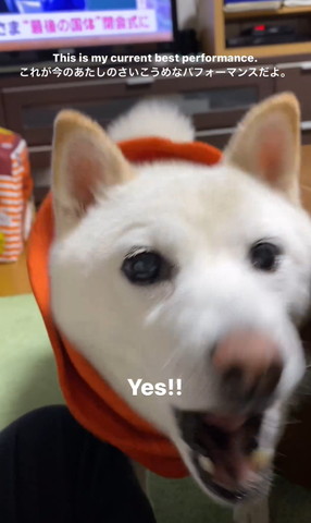 吠えるワンコアップ