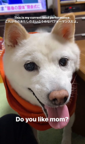 お母さん好きテロップ