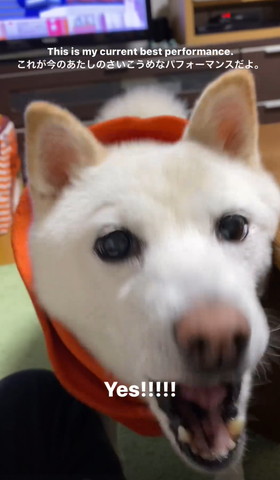 吠えるワンコアップ