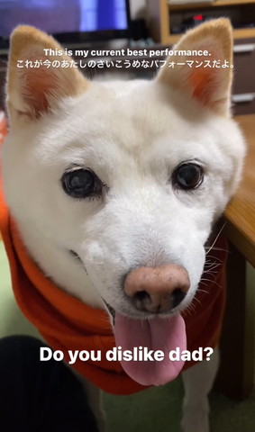 お父さん嫌い？テロップ