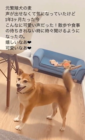 笑顔で右の方見てるワンコ