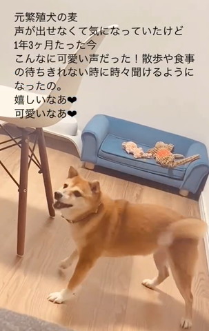 右前足浮かせてるワンコ