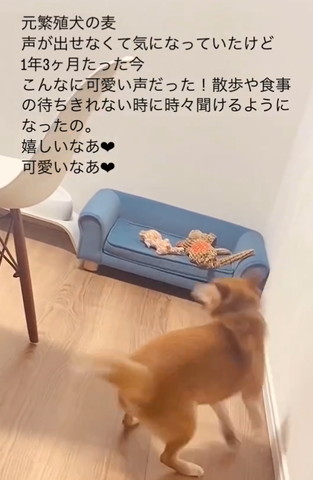 くるくる回るワンコ