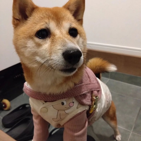 玄関にいるワンコ