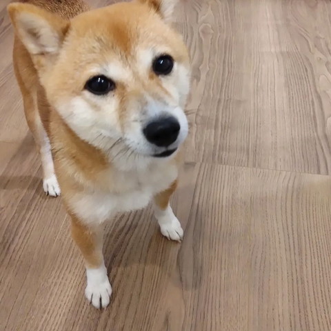 大きな瞳で見つめてくるワンコ