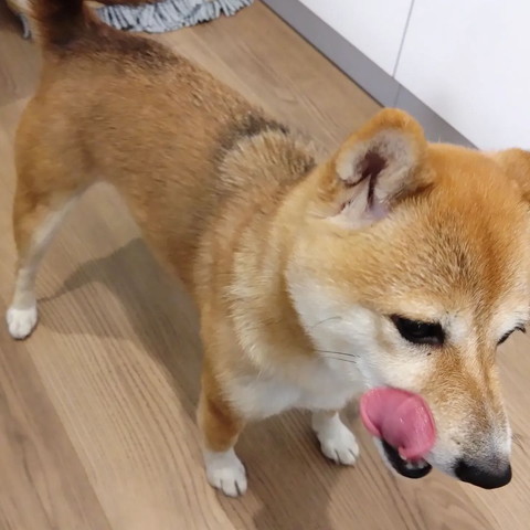 舌だしてるワンコ