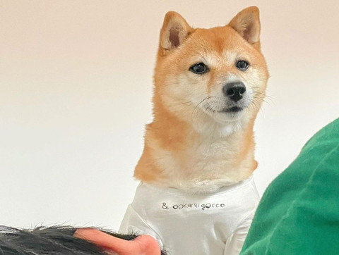 寝てる息子と座ってるワンコ