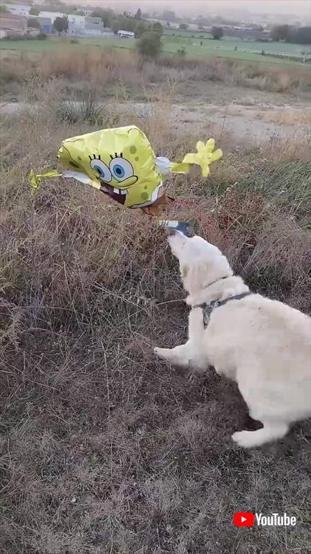 あやしい風船を警戒するワンコ