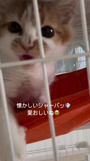 パンチをするタイラーちゃん