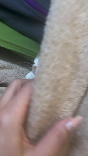 毛布をめくられるタイラーちゃん