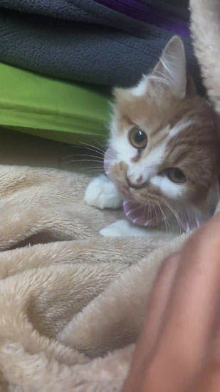 顔をのぞかせるタイラーちゃん