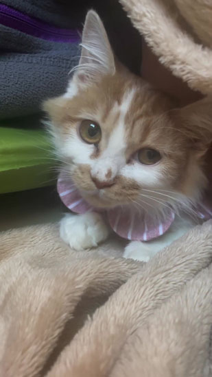 見つめてくるタイラーちゃん