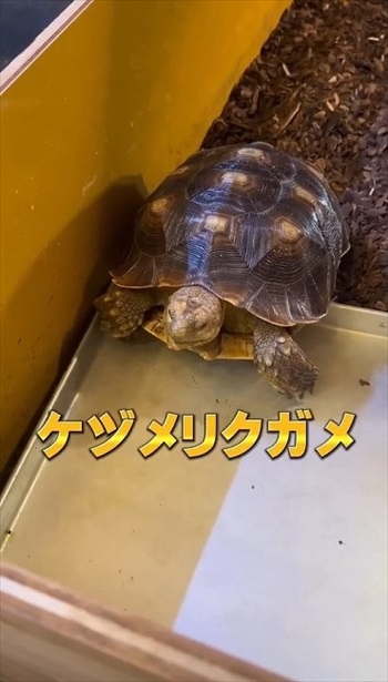 おすすめ