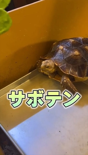 サボテンを食べるカメ