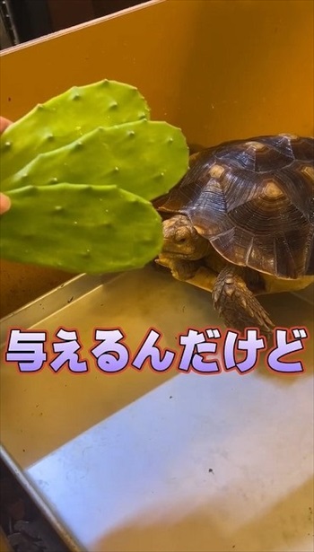 サボテンを食べるカメ