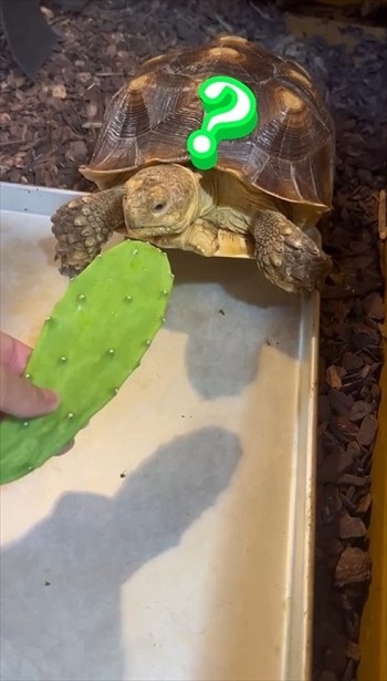 サボテンを食べるカメ