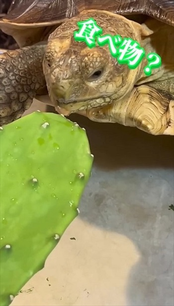 サボテンを食べるカメ
