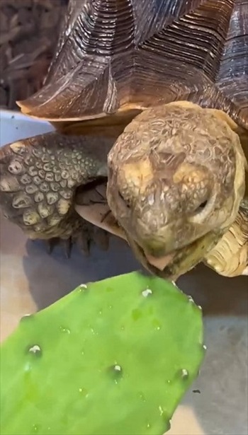 サボテンを食べるカメ